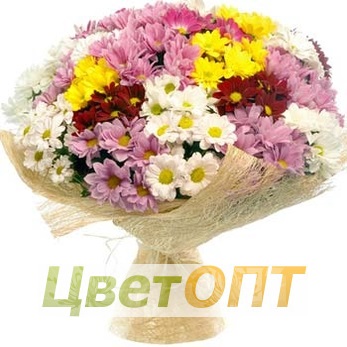 Букет из 25 цветных кустовых хризантем